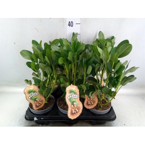 Arachis hypogaea
