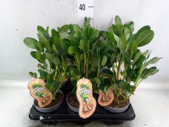 <h4>Arachis hypogaea</h4>