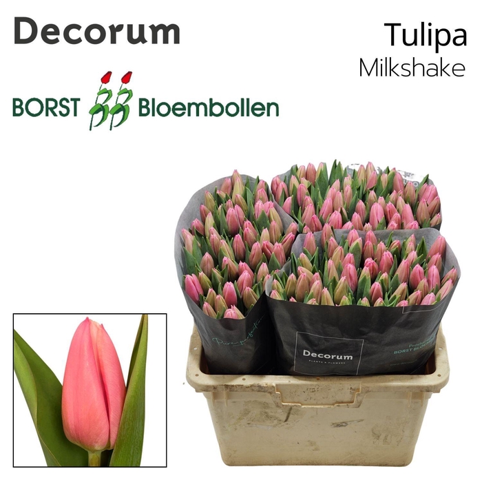 <h4>Tu En Milkshake</h4>