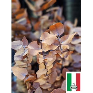 GESTABILISEERD EUC STUARTIANA ORANJE