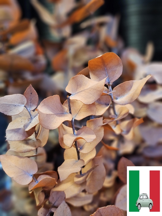 <h4>GESTABILISEERD EUC STUARTIANA ORANJE</h4>