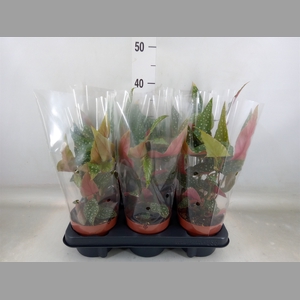 Begonia BD mac. 'Wightii'