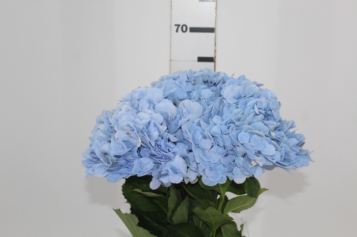 <h4>HORTENSIA FORCE 060 CM AZUL</h4>