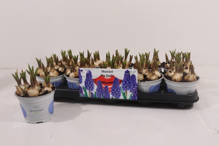 <h4>MUSCAR BIG SMILE</h4>