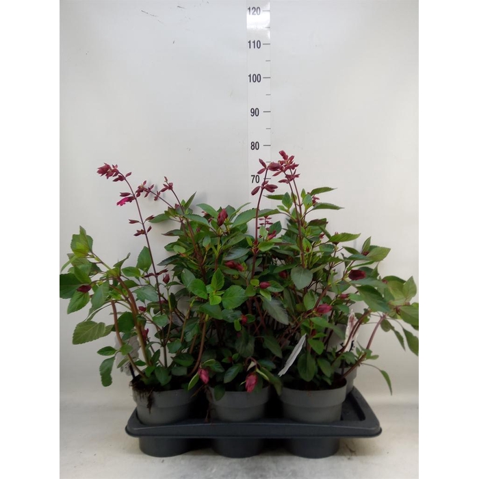 <h4>Salvia   ...</h4>