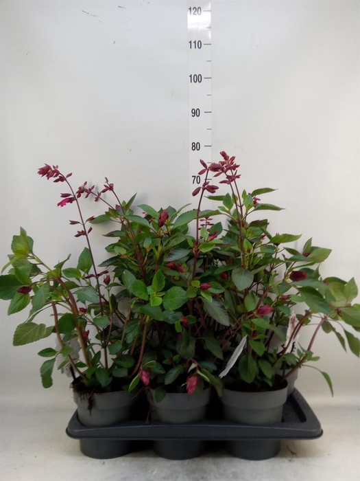 Salvia   ...