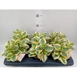 Peperomia obt. 'Obtipan Bicolor'