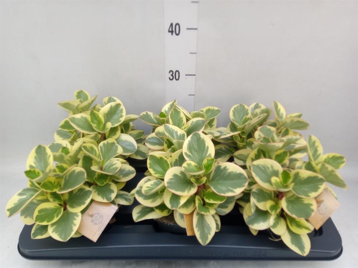 <h4>Peperomia obt. 'Obtipan Bicolor'</h4>