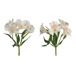 ALSTROEMERIA PERFECTION WHITE