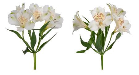 <h4>ALSTROEMERIA PERFECTION WHITE</h4>