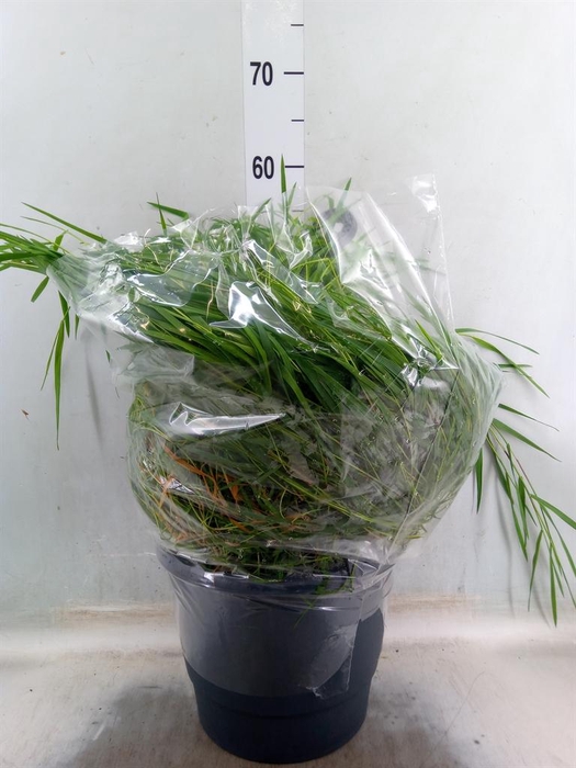 <h4>Siergras   ...              [Grass]</h4>