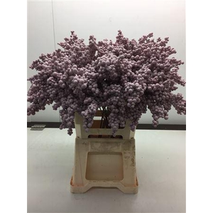 Bes Op Stok Rosa