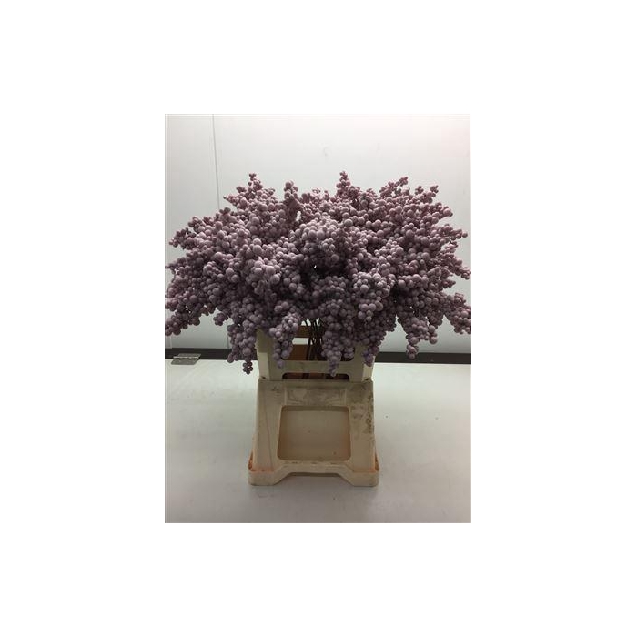 <h4>Bes Op Stok Rosa</h4>