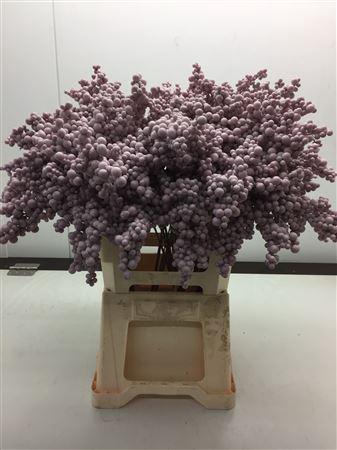Bes Op Stok Rosa