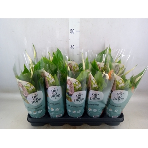 Spathiphyllum  'Bellini'
