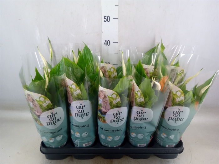 <h4>Spathiphyllum  'Bellini'</h4>