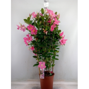 Mandevilla sand. 'Eagle Eye'