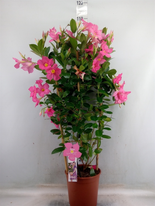 <h4>Mandevilla sand. 'Eagle Eye'</h4>