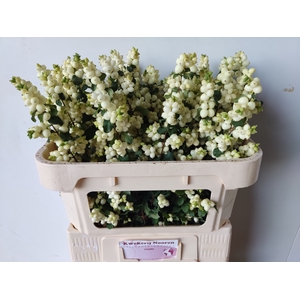SYMPHO MAG LEMO LIME