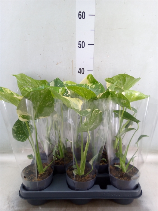 <h4>Monstera delic. 'Thai Constellatio'</h4>