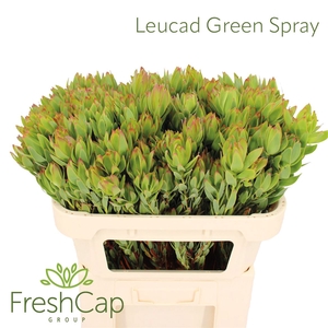 Leucad Discolor Green Spray