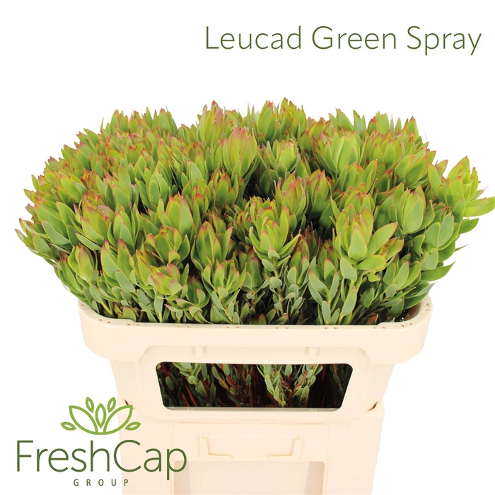<h4>Leucad Discolor Green Spray</h4>