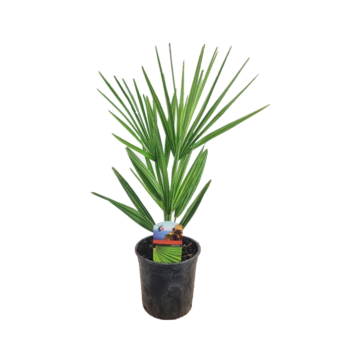 <h4>Chamaerops humilis</h4>