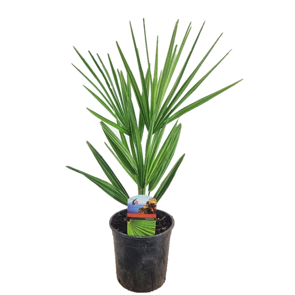 <h4>Chamaerops humilis</h4>