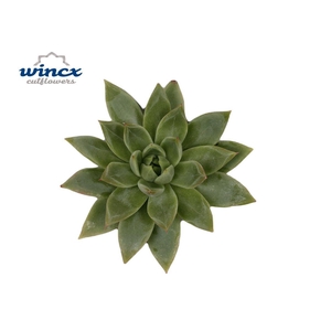 Echeveria Agavoides White Sow
