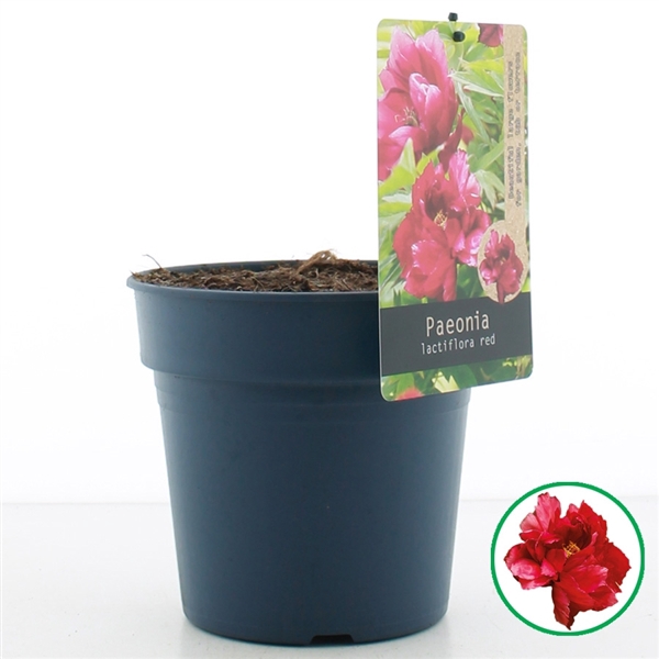 <h4>Paeonia lactiflora Rood C3 (19cm.)</h4>