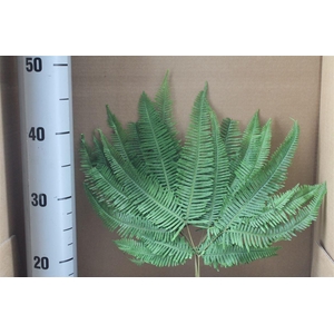 Japan Deco Mountain Fern Green 5 Pcs