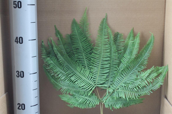 <h4>Japan Deco Mountain Fern Green 5 Pcs</h4>
