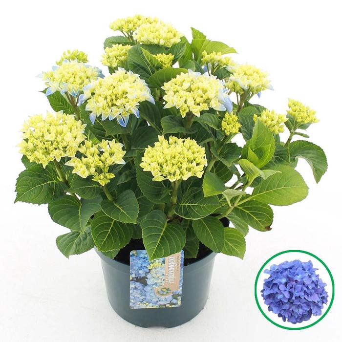 <h4>Hydrangea macr. Blauw C5 (23cm.) Kn.</h4>
