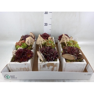 Arr.  Sempervivum L%