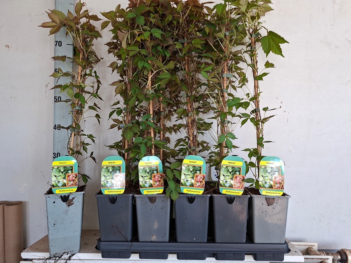 <h4>PARTH T VEITCHII</h4>