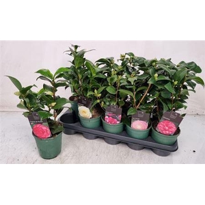 Camellia Japonica 10+