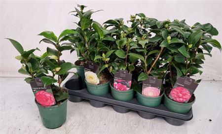 <h4>Camellia Japonica 10+</h4>