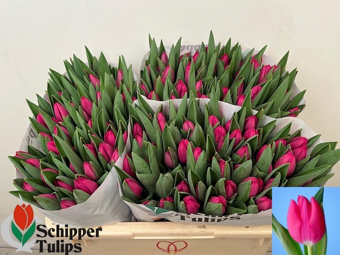 <h4>TU EN PINK ARDOUR</h4>