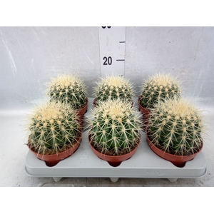 Echinocactus grusonii