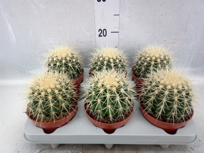 <h4>Echinocactus grusonii</h4>