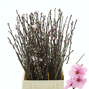 Perzikbloesem P Stem 60 Cm