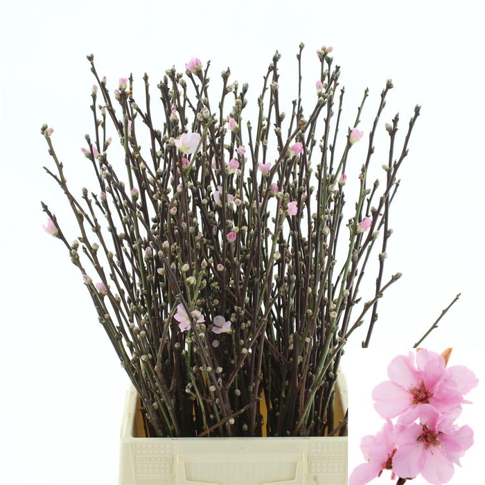 <h4>Perzikbloesem P Stem 60 Cm</h4>