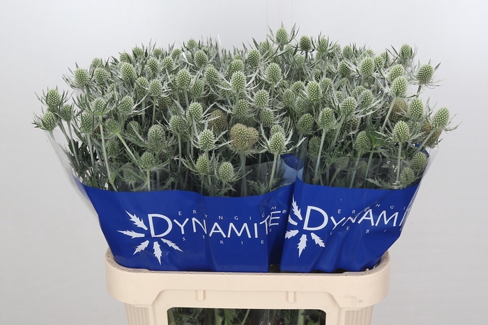 <h4>Eryngium Silver Dynamite</h4>