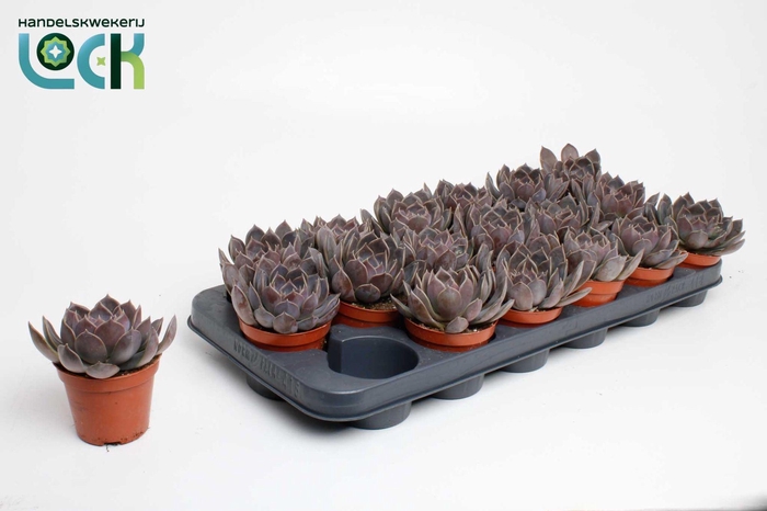 <h4>Echeveria Joost</h4>