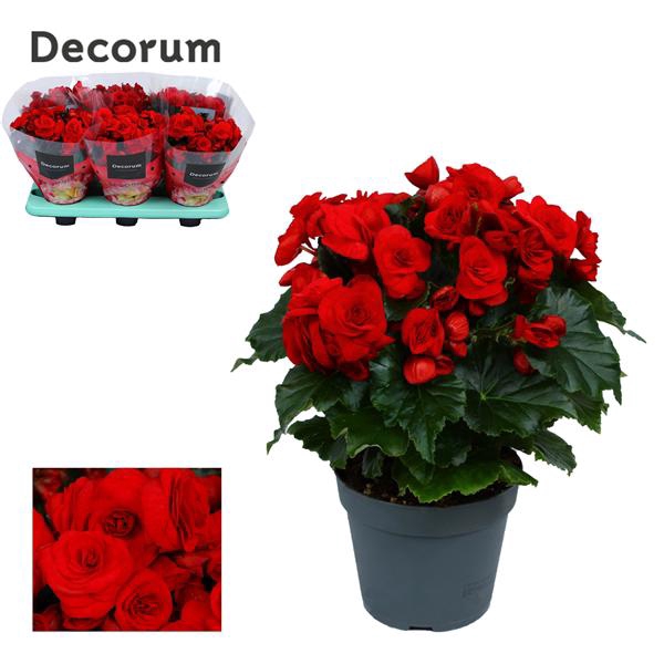 <h4>Begonia Baladin</h4>