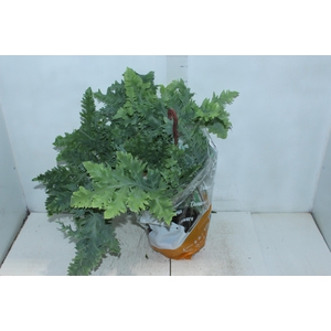 PHLEBODIUM AUREUM DAVANA C21