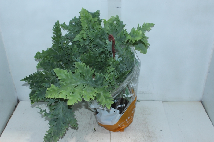 <h4>PHLEBODIUM AUREUM DAVANA C21</h4>