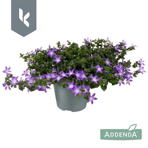 Campanula Adansa Purple