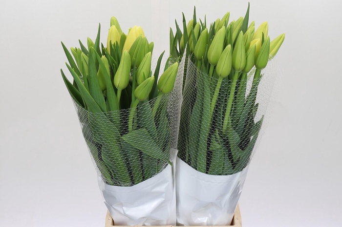 <h4>Tulipa (frans) En Maureen</h4>