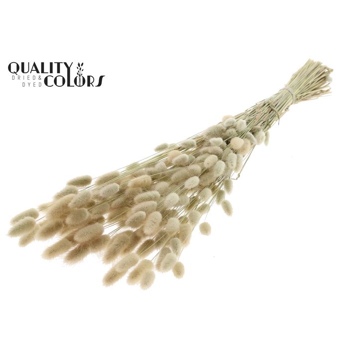 <h4>Lagurus Premium per bunch Natural</h4>